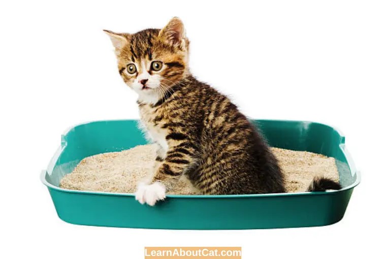 Why Do Cats Scratch The Sides Of The Litter Box? All You Need To Know