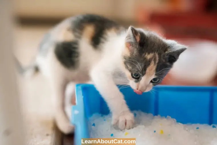 Why Do Cats Scratch The Sides Of The Litter Box? All You Need To Know