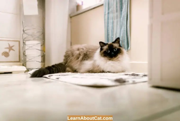 Why Do Cats Like The Bathroom? [Mystery Solved] LearnAboutCat
