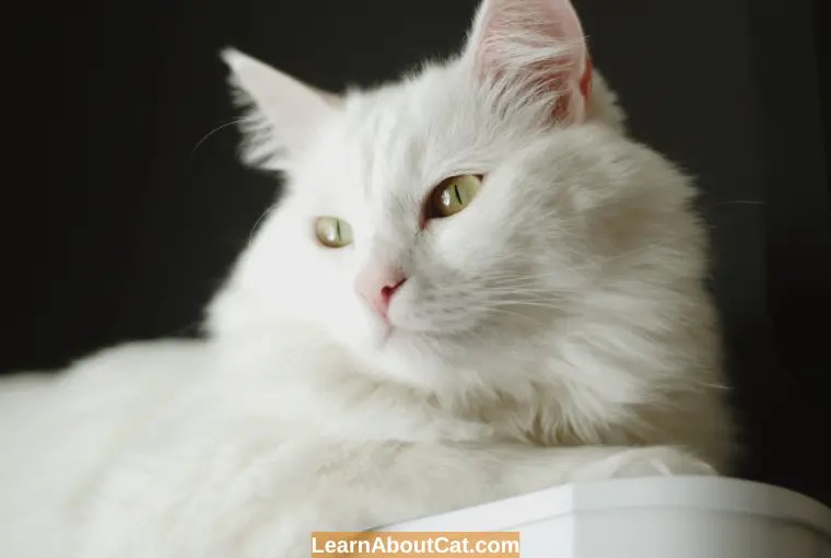 Why Is My Cat's Fur Turning Yellow? All You Need To Know LearnAboutCat