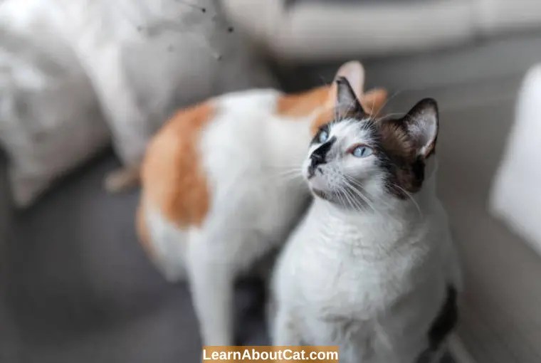 Why Is My Cat Licking My Other Cats Bum? All You Need To Know LearnAboutCat