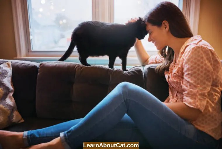 Do Cats Get More Affectionate With Age? All You Need To Know