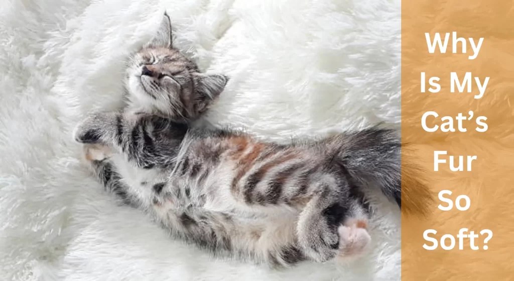 Why Is My Cat's Fur So Soft? All You Need To Know LearnAboutCat