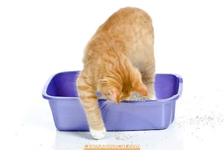 Why Do Cats Scratch The Sides Of The Litter Box? All You Need To Know