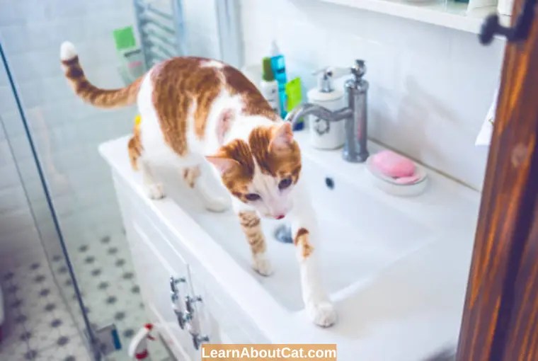Why Do Cats Like The Bathroom? [Mystery Solved] LearnAboutCat