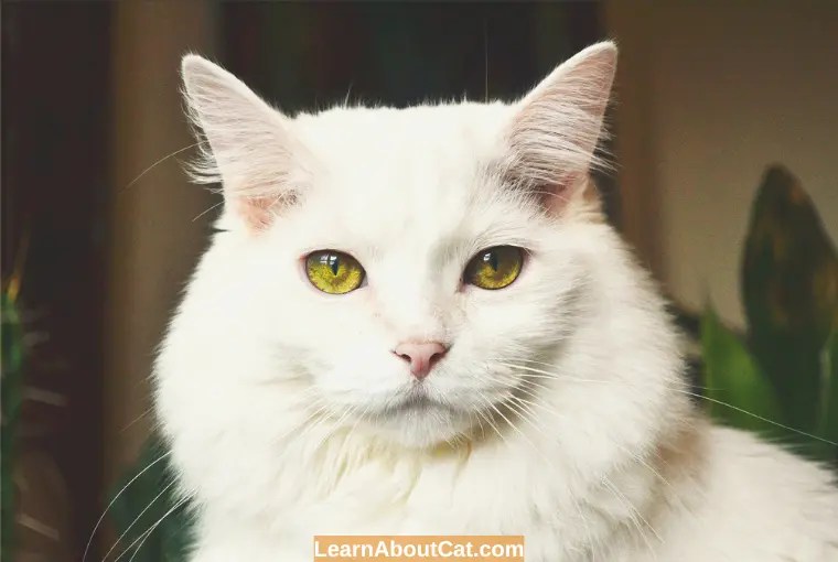 Why Is My Cat's Fur Turning Yellow? All You Need To Know LearnAboutCat