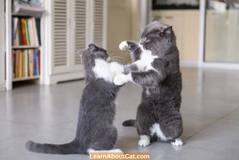 Can Cats Kill Each Other? What You Need To Know LearnAboutCat