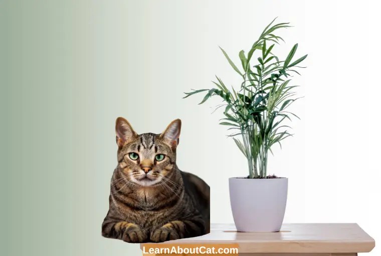 Is Cat Palm Safe for Cats? [Answered] LearnAboutCat