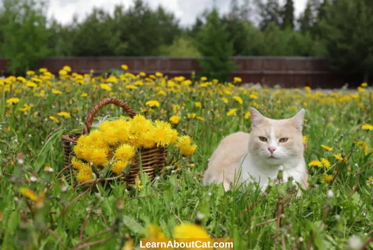 Are Marigolds Poisonous To Cats? [Answered] LearnAboutCat