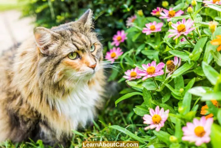 Are Zinnias Toxic To Cats? What You Need To Know LearnAboutCat