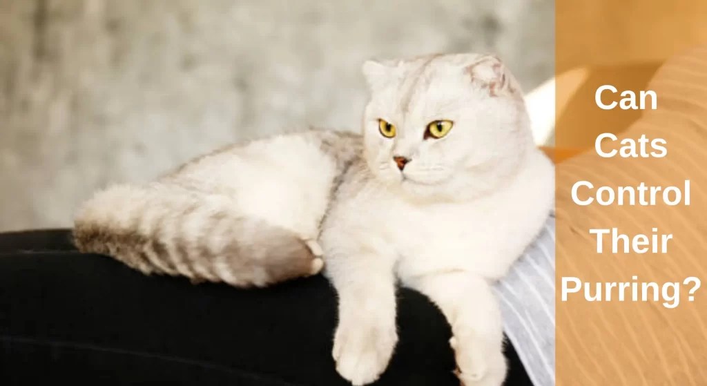 Can Cats Control Their Purring? Voluntary or Involuntary LearnAboutCat
