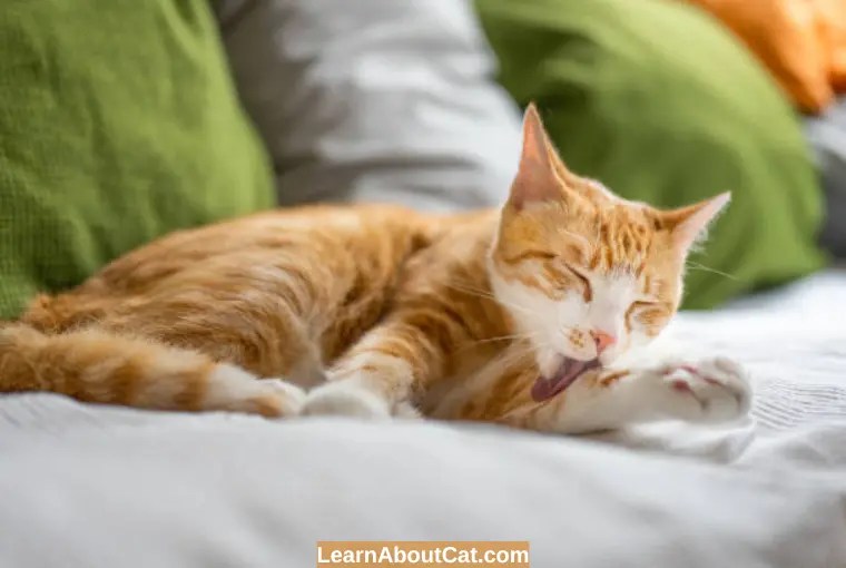 Should I let My Cat Lick Its Wound? [Answered] LearnAboutCat