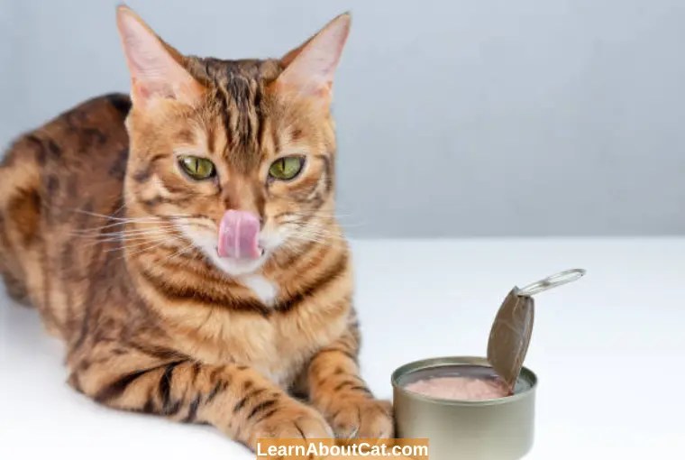 How Long Does Canned Cat Food Last? All You Need To Know LearnAboutCat
