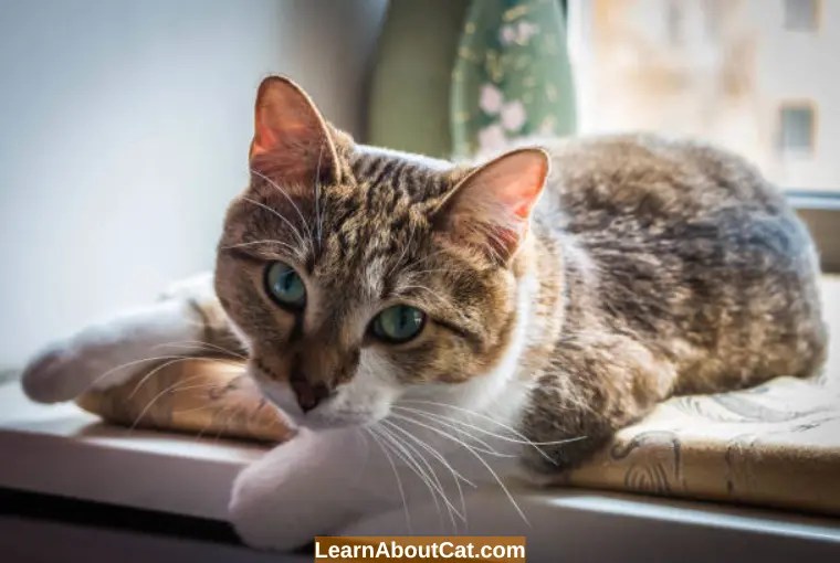 Why Do Cat's Noses Get Wet When They Purr? All You Need To Know