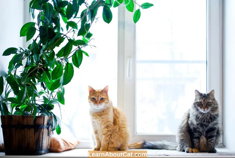 Is Cat Palm Safe for Cats? [Answered] LearnAboutCat