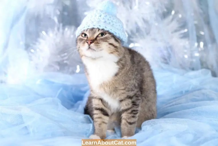 Do Cats Gain Weight In The Winter? Do Cats Eat More In The Winter