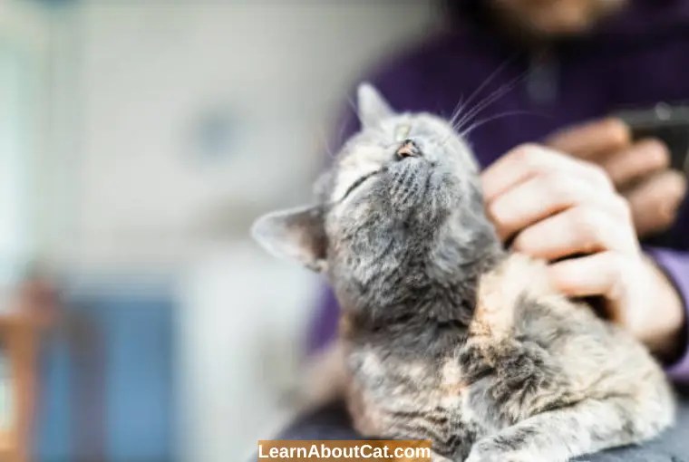 Can Cats Control Their Purring? Voluntary or Involuntary LearnAboutCat