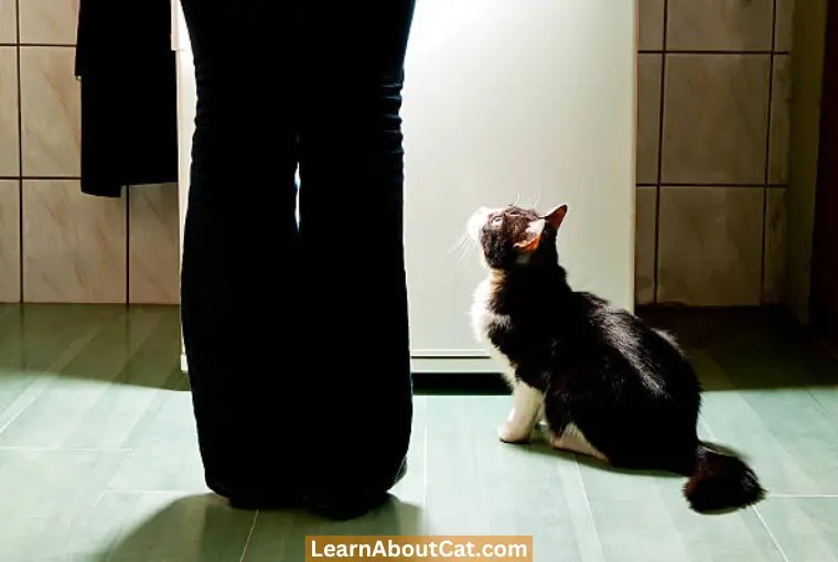 Should I Leave Food Out For My Cat At Night? All You Need To Know