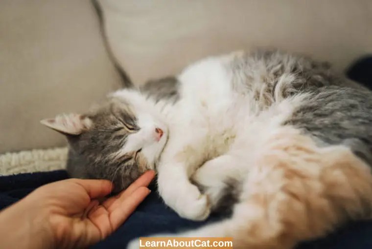 Do Cats Stop Purring When They are Dying? LearnAboutCat
