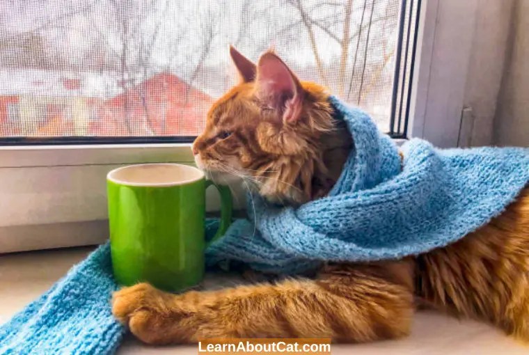 Do Cats Gain Weight In The Winter? Do Cats Eat More In The Winter