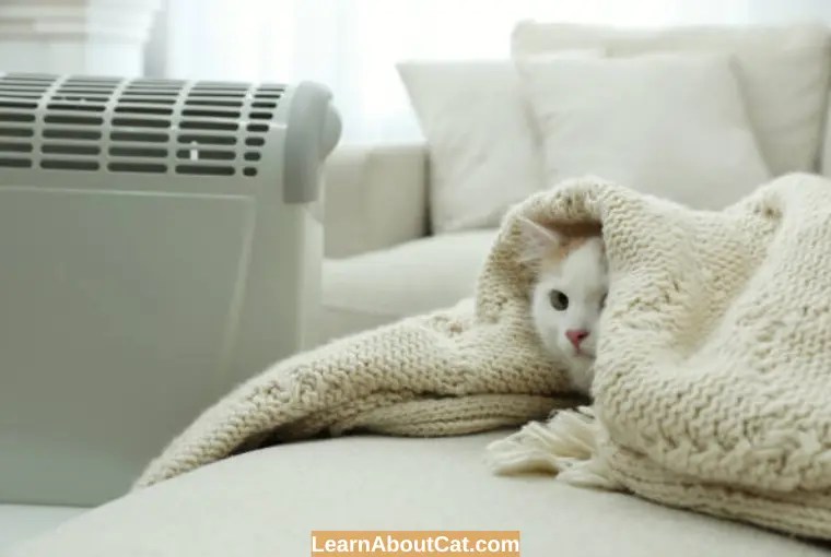 Why is My Cat Afraid of Ceiling Fan? [Answered] LearnAboutCat