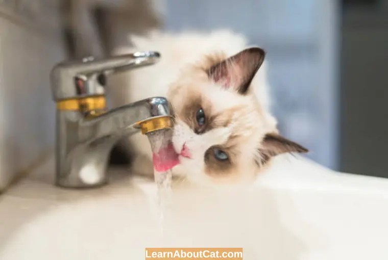 Why is My Cat Drinking a Lot of Water and Meowing? All You Need To Know