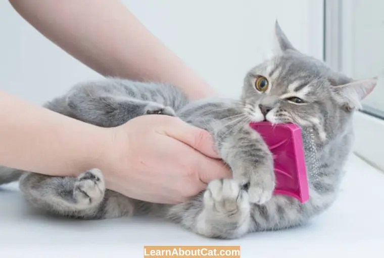 How to Clean Your Cat's Paws? All You Need To Know LearnAboutCat