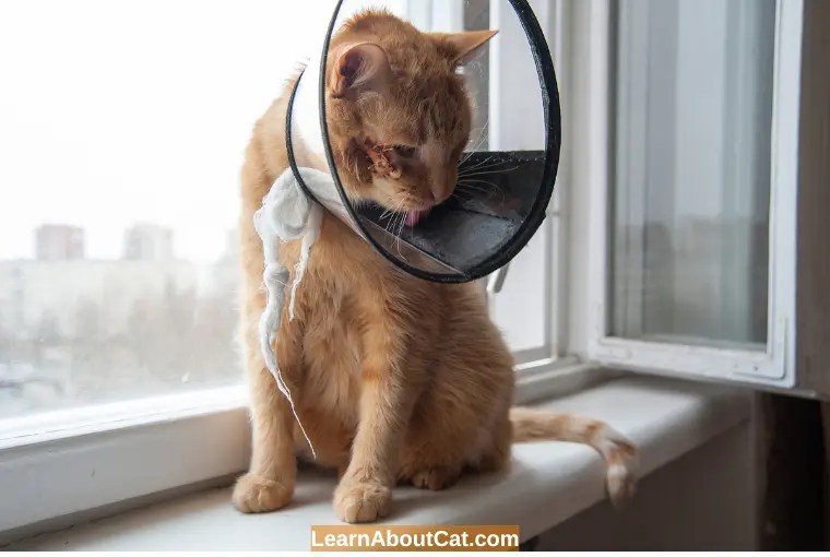 Should I let My Cat Lick Its Wound? [Answered] LearnAboutCat