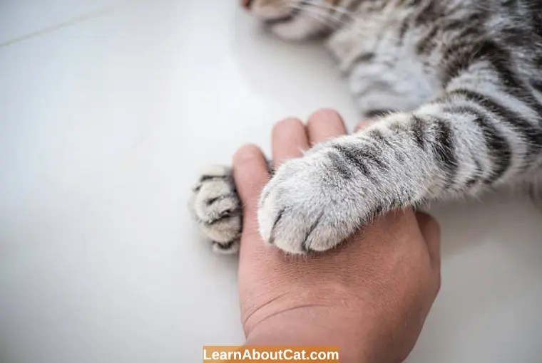 How to Clean Your Cat's Paws? All You Need To Know LearnAboutCat