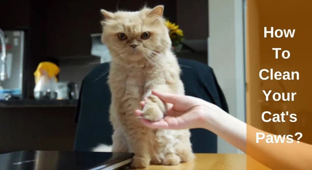 How to Clean Your Cat's Paws? All You Need To Know LearnAboutCat