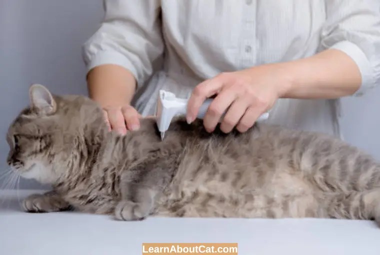 How To Get Rid of Fleas in the House? [A Complete Guide] LearnAboutCat