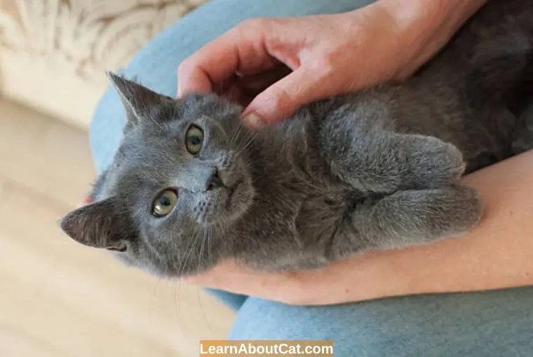 Why Is My Cat's Hair Oily And Clumping?[Answered] LearnAboutCat