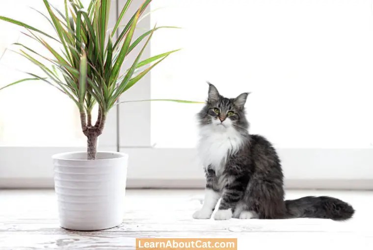 Are Palm Leaves Poisonous to Cats? What You Need To Know LearnAboutCat