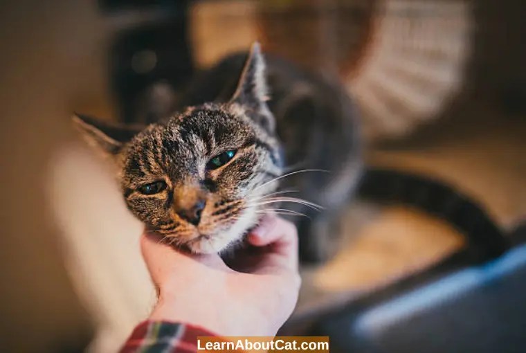 Why Is My Cat Breathing Fast And Purring? LearnAboutCat