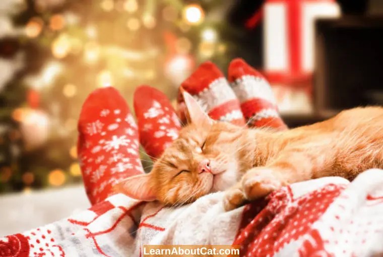 Why Does My Cat Sleep Between My Legs? What You Need To Know