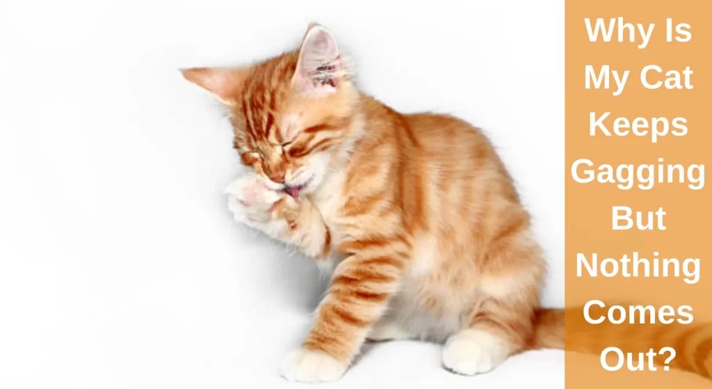 Why Is My Cat Keeps Gagging But Nothing Comes Out? What To Do