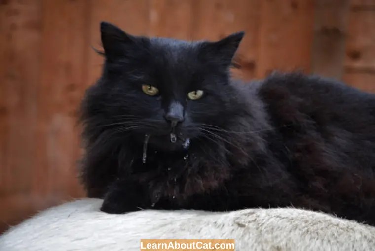 Why Is My Cat Drooling But Acting Normal? What's Happening LearnAboutCat