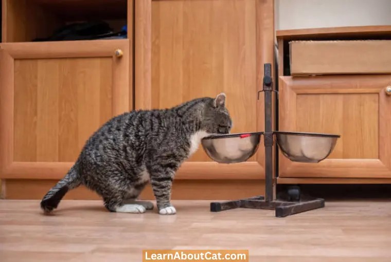 Should I Leave Food Out For My Cat At Night? All You Need To Know