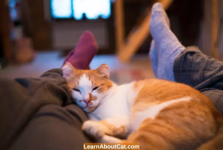 Why Does My Cat Sleep Between My Legs? What You Need To Know