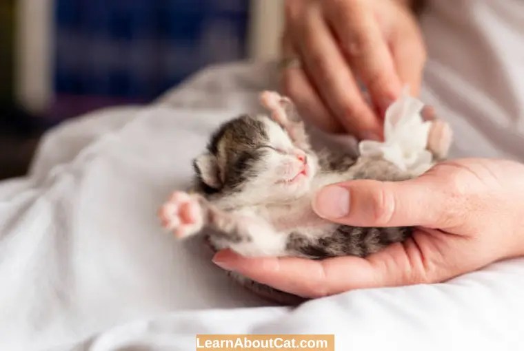 How to Clean Your Cat's Paws? All You Need To Know LearnAboutCat