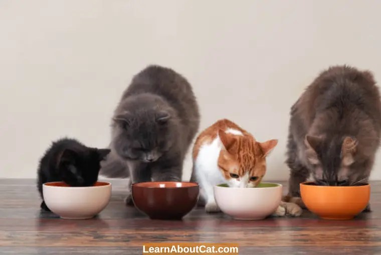 Should I Leave Food Out For My Cat At Night? All You Need To Know