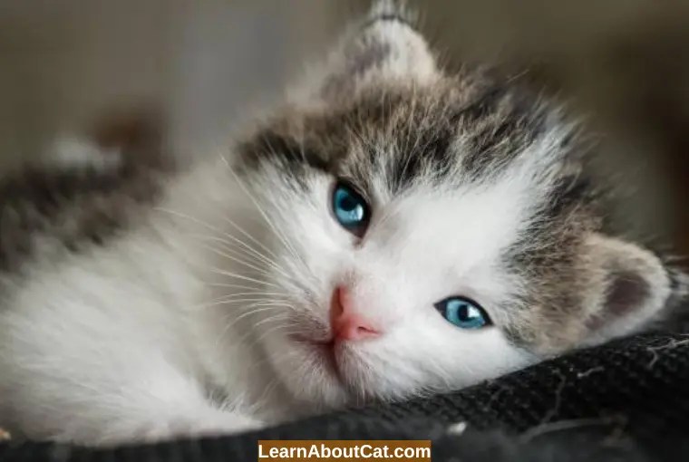 How To Stop Nosebleeds in Cats? [Epistaxis in Cats] LearnAboutCat