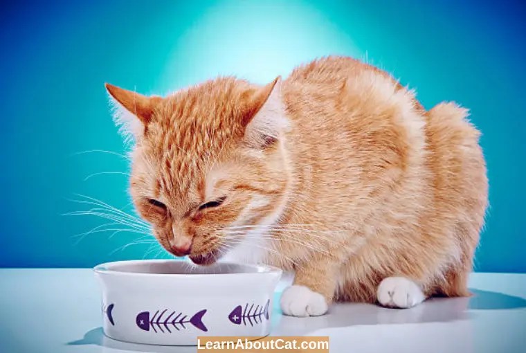 Why Is My Cat Throwing Up Bile for Days? Causes And Treatment
