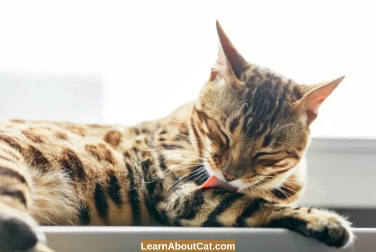 Should I let My Cat Lick Its Wound? [Answered] LearnAboutCat
