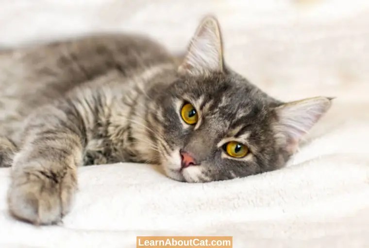 Do Cats Make Weird Noises When Sick? All You Need To Know LearnAboutCat
