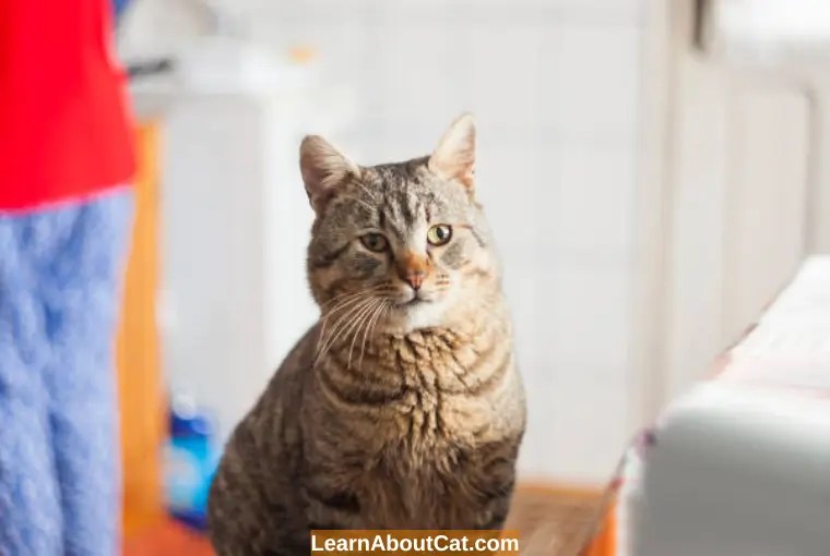 Why Is My Cat Throwing Up Food But Acting Normal? All You Need To Know LearnAboutCat