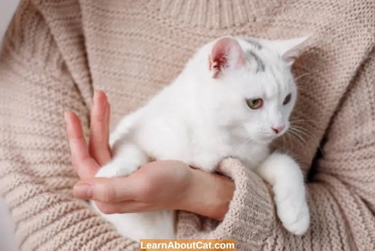 How to Clean Your Cat's Paws? All You Need To Know LearnAboutCat