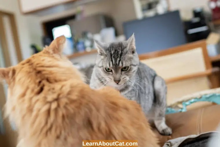 How to Stop My Cat From Bullying My other Cat? [Causes And Solutions