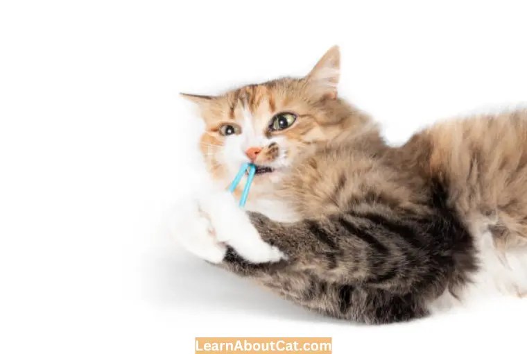 My Cat Ate Rubber Band? What Should I Do LearnAboutCat