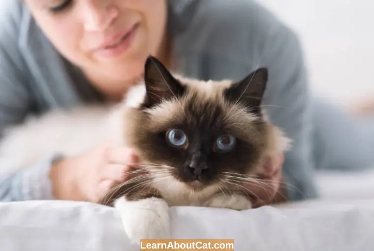 Why Do Cats Purr When You Pet Them? Know the Interesting Reasons